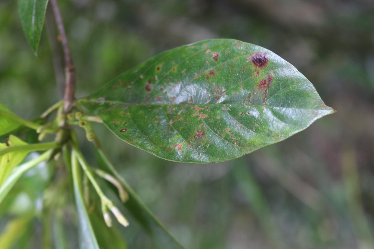 Timonius flavescens (Jacq.) Baker